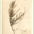 Artemisia capillaris Thunb Artemisia capillaris Thunb